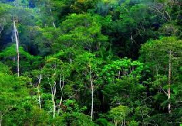 Hutan musim di indonesia memiliki ciri khas